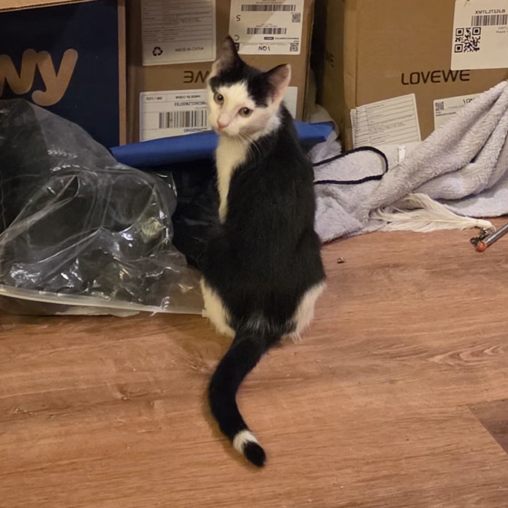 PALADIN - Domestic Shorthair available for adoption