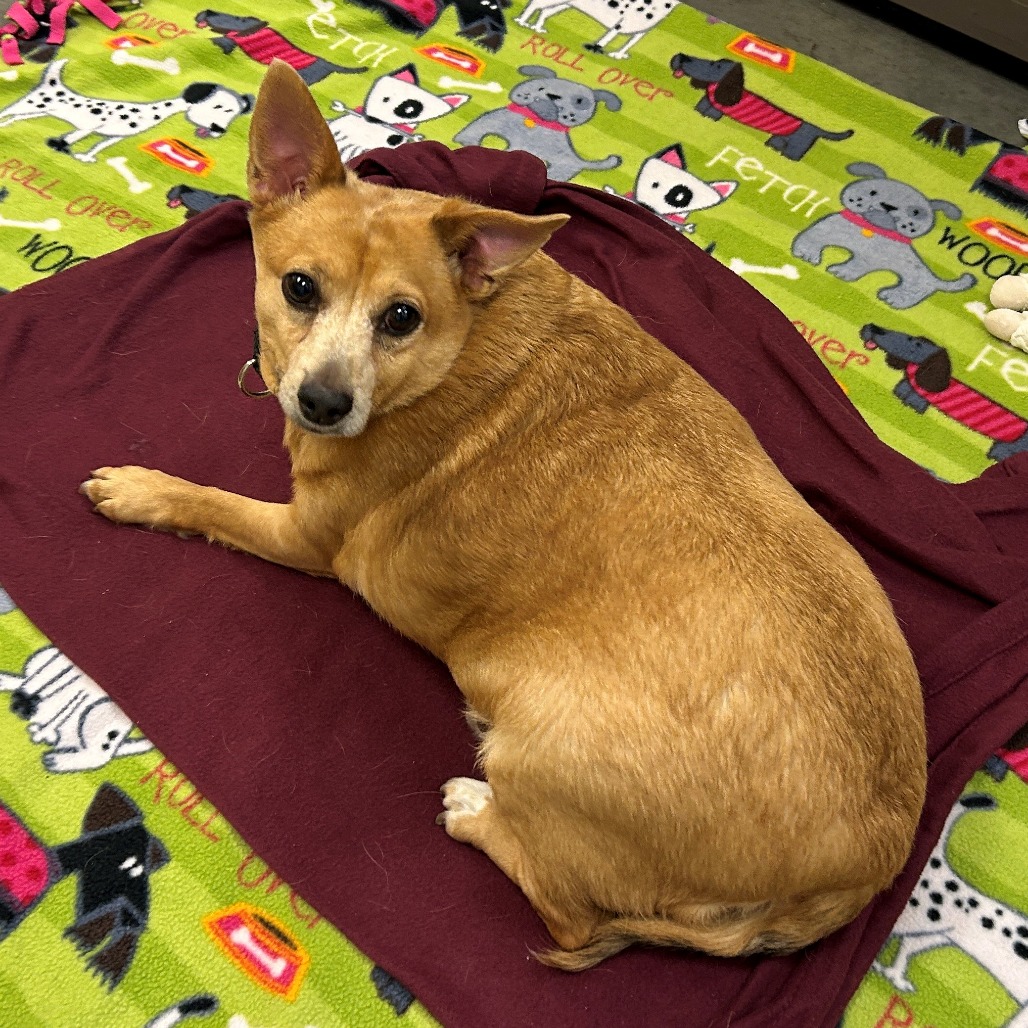 Photo of Cheddar Roberta 6