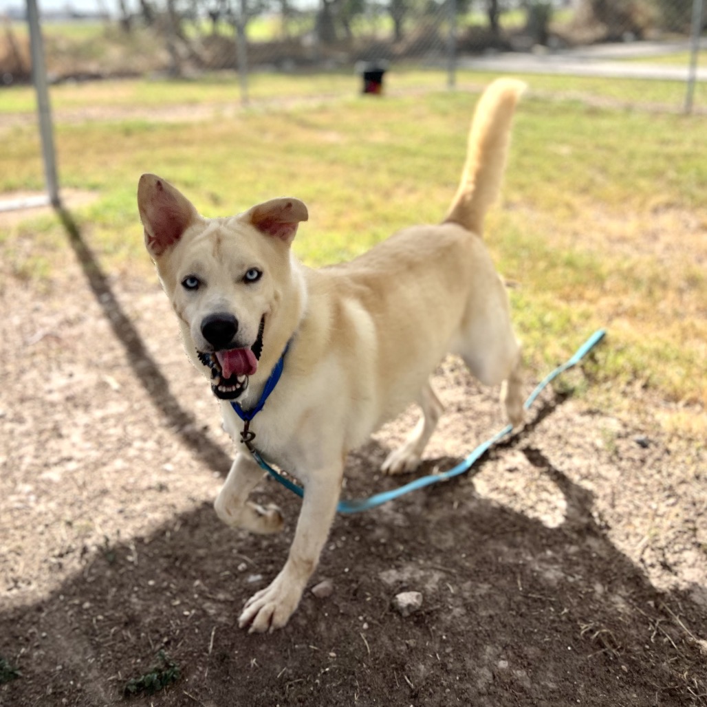 WINSTON - Husky / Mix available for adoption
