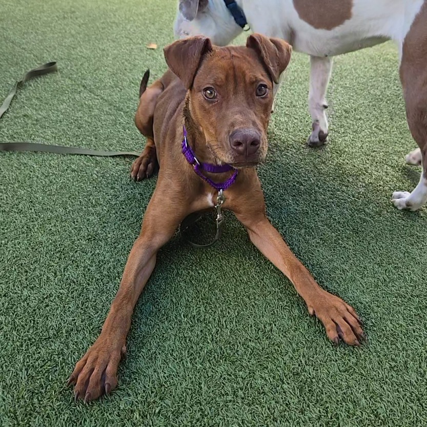Arizona is available for adoption at Onslow County Animal Services