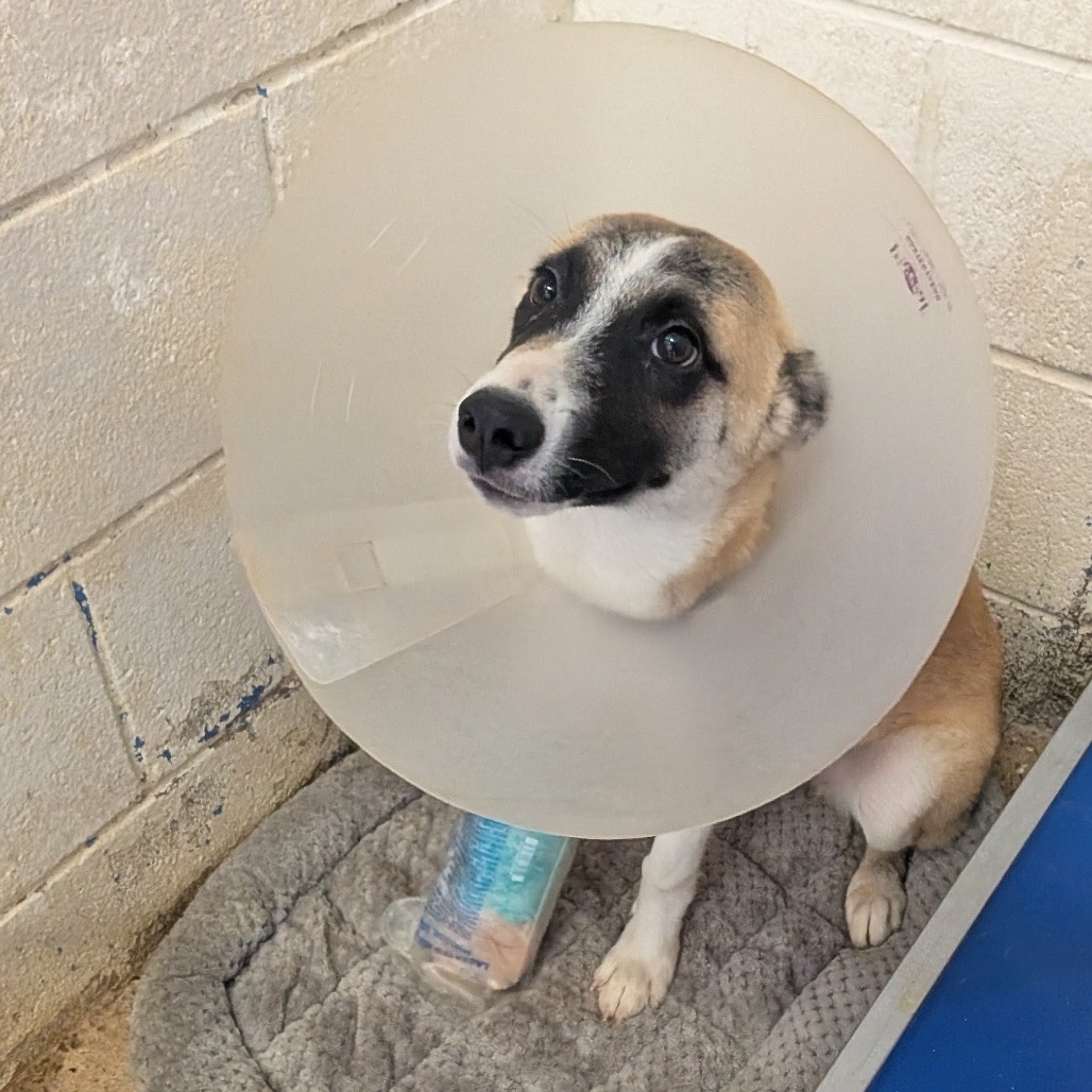 PIE - Husky available for adoption