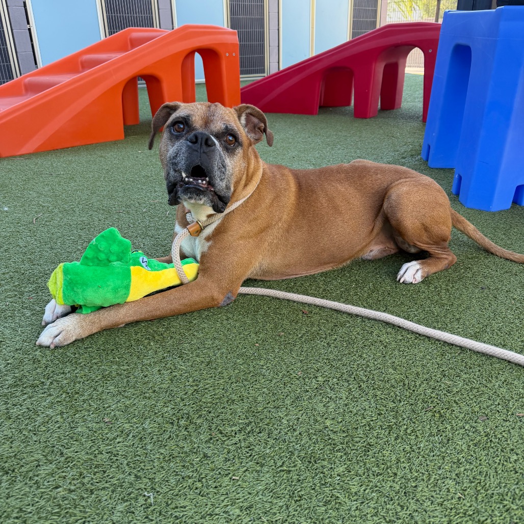Sparky 15961, photo 3