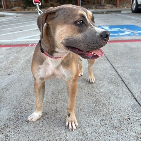 Willow, photo 7