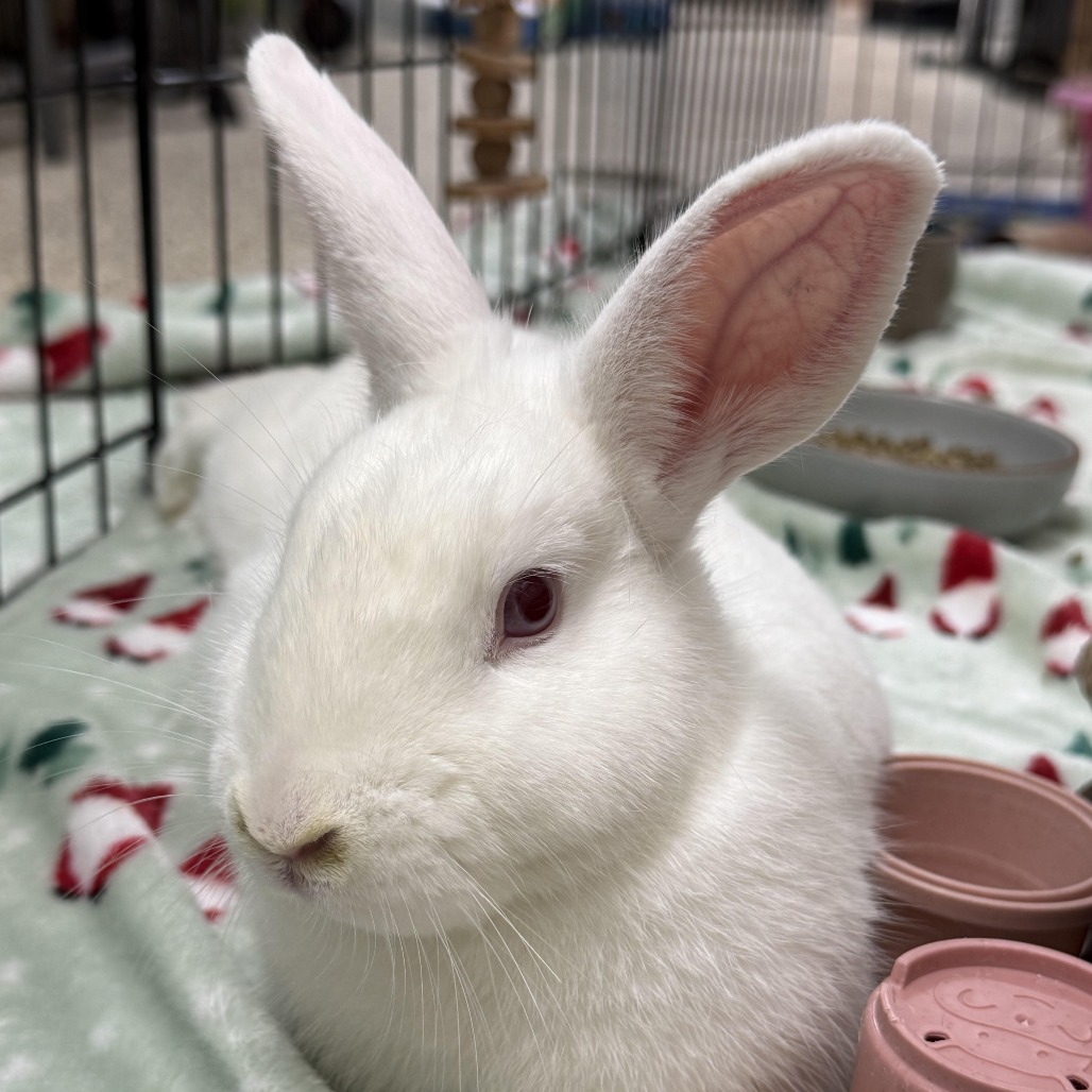 STARDUST - American Sable / Rex, Mini available for adoption