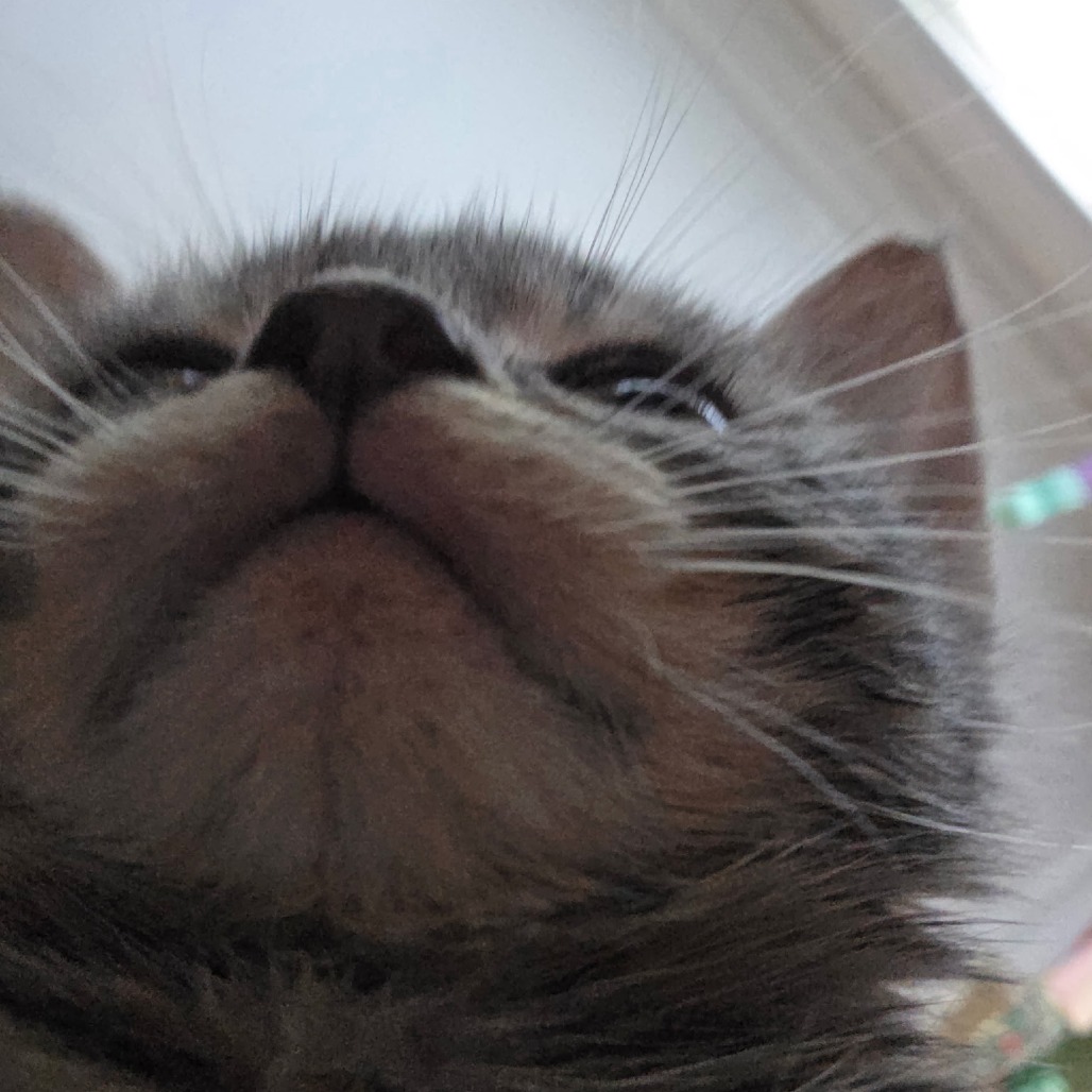 Piccolo, photo 8