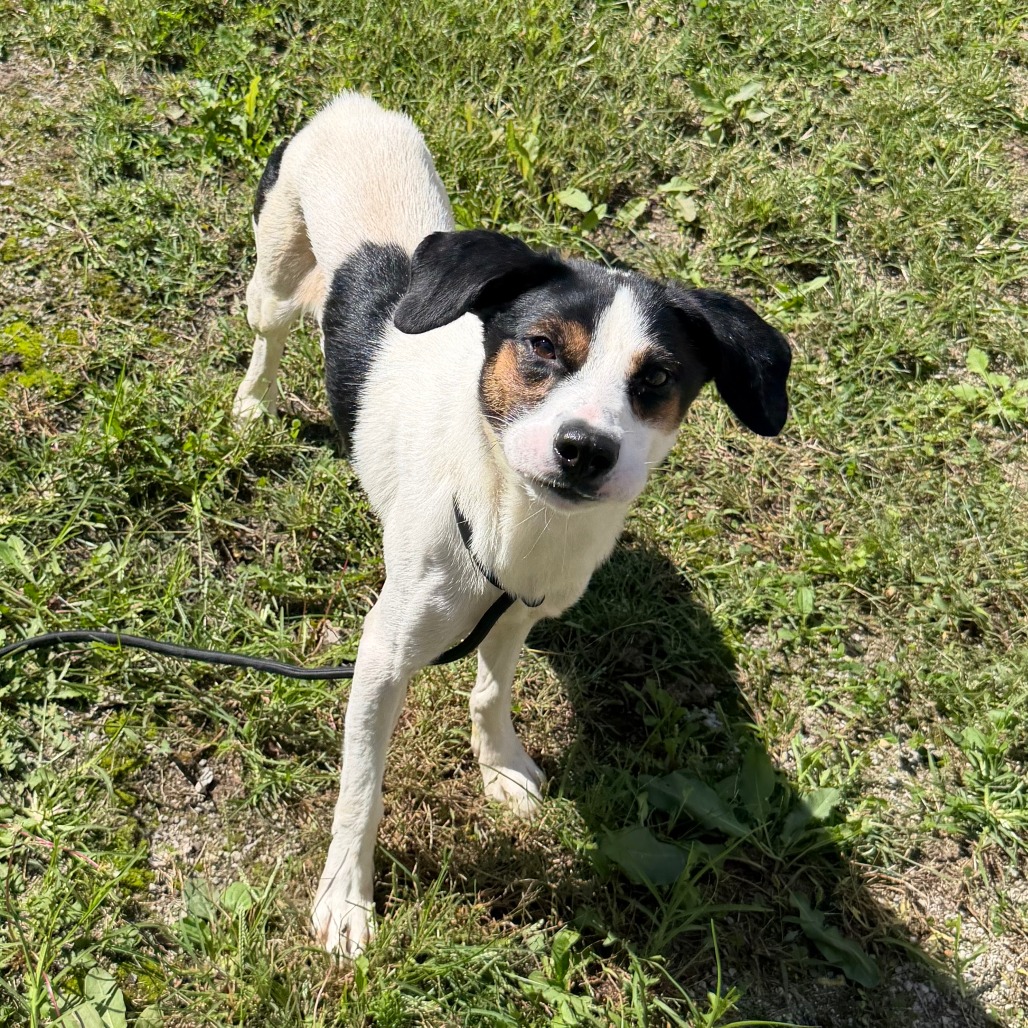 CEDAR - Shepherd, Australian / Mixed Breed (Medium) available for adoption