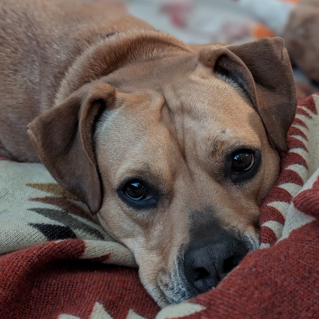 Nectarine, additional photo