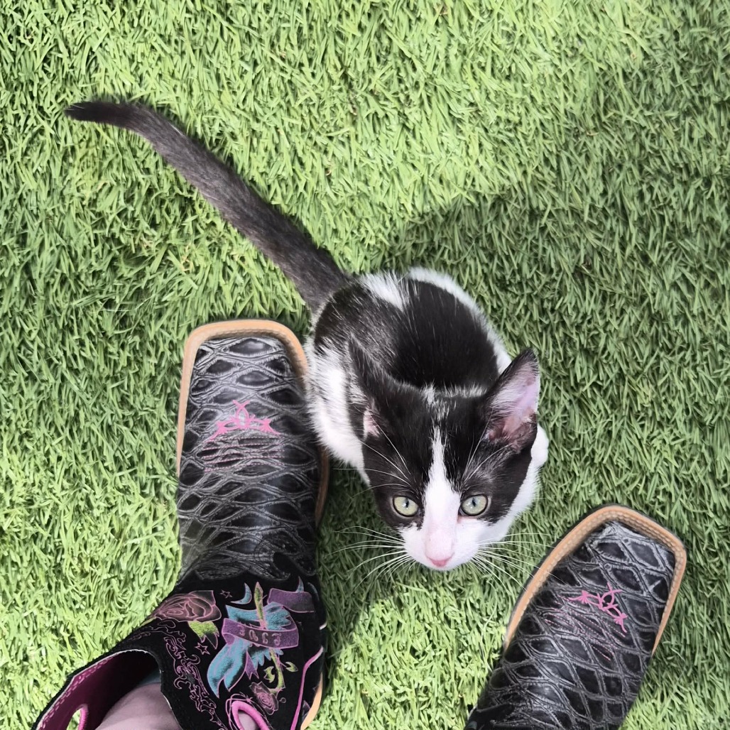 PATCHES - Domestic Shorthair for adoption in Las Cruces