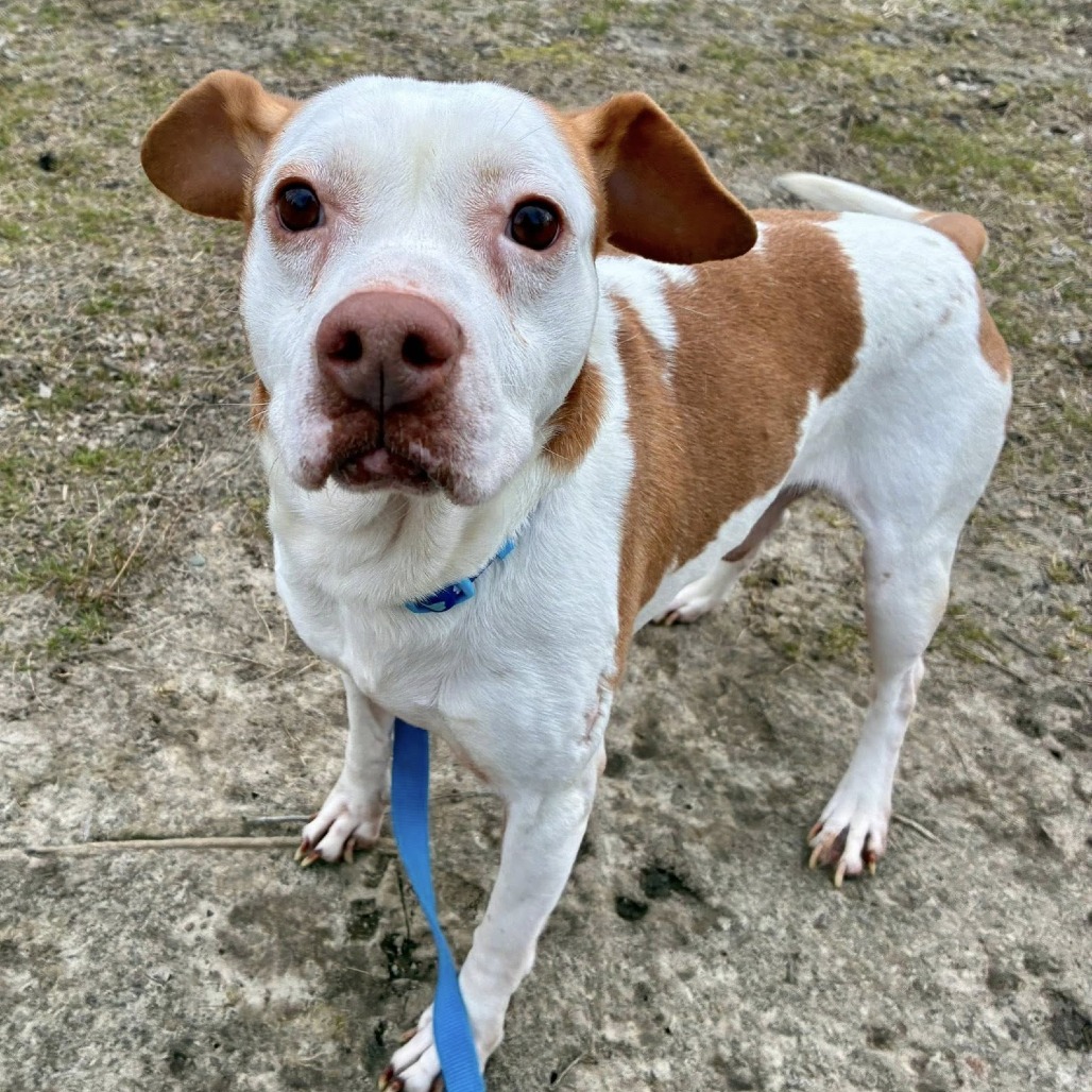 Henry — thumbnail 2