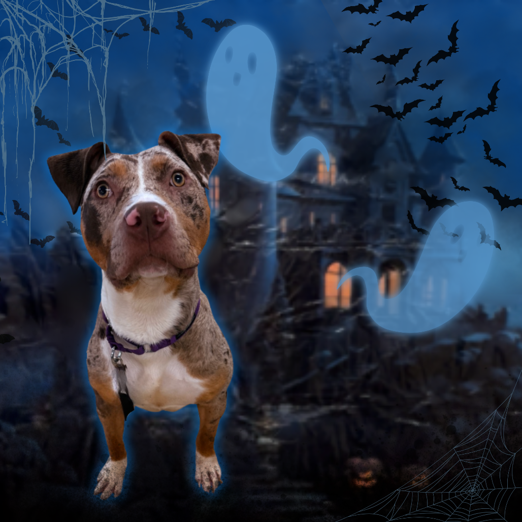Pit Bull