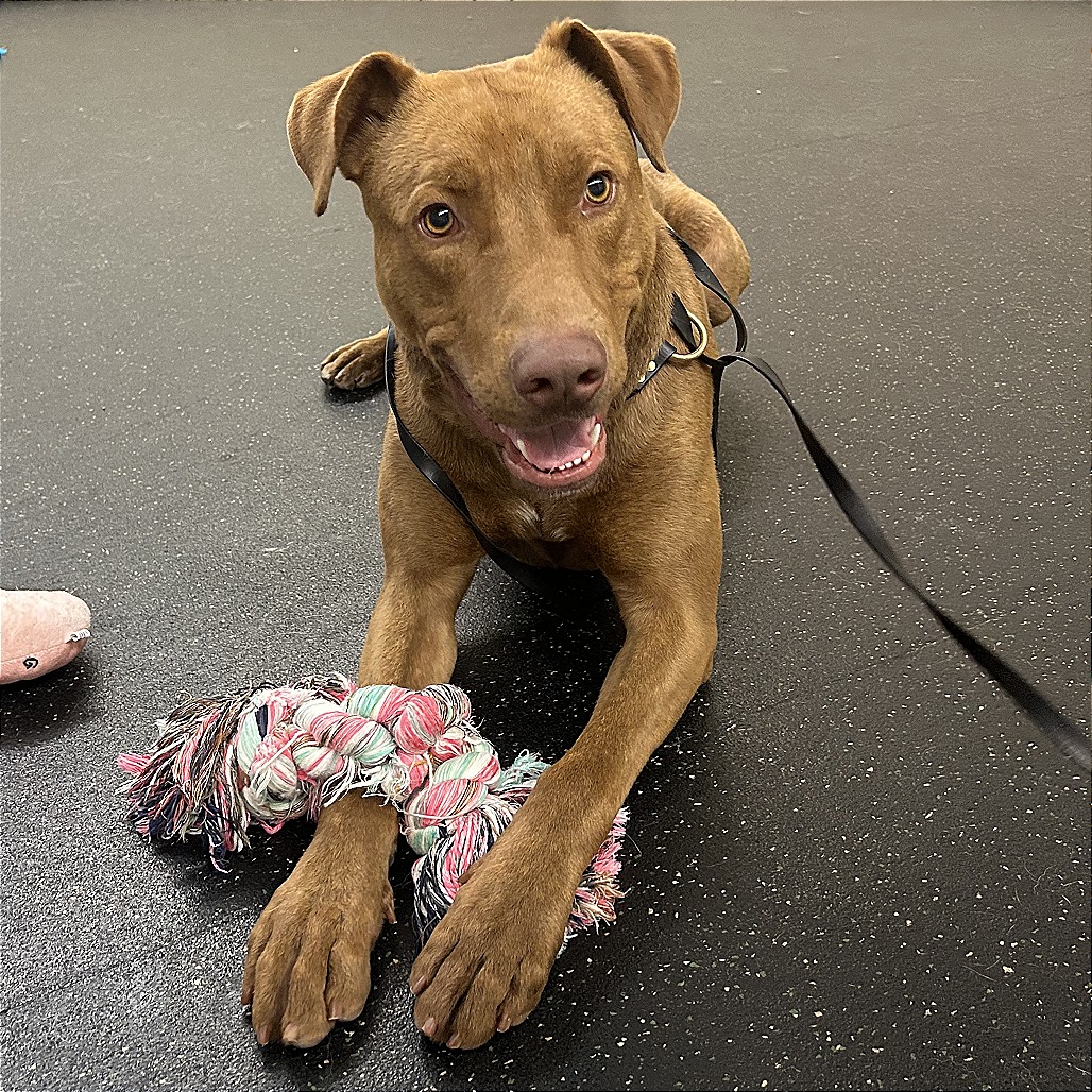 Pit Bull