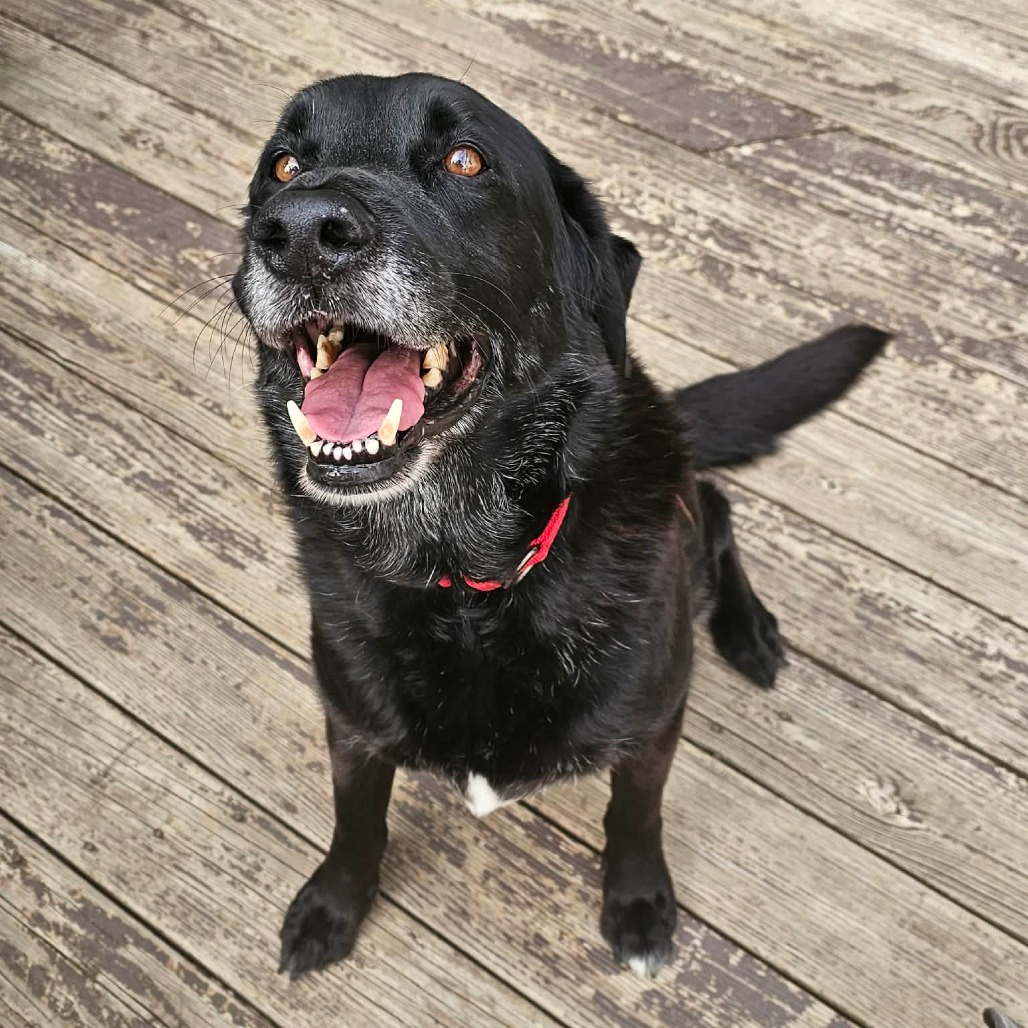 Buddy