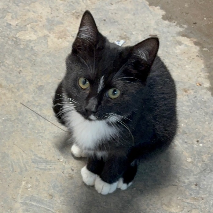 Caden, an adoptable cat