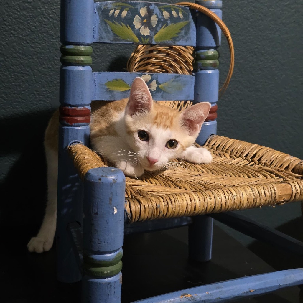 BOB ROSS - Domestic Shorthair available for adoption