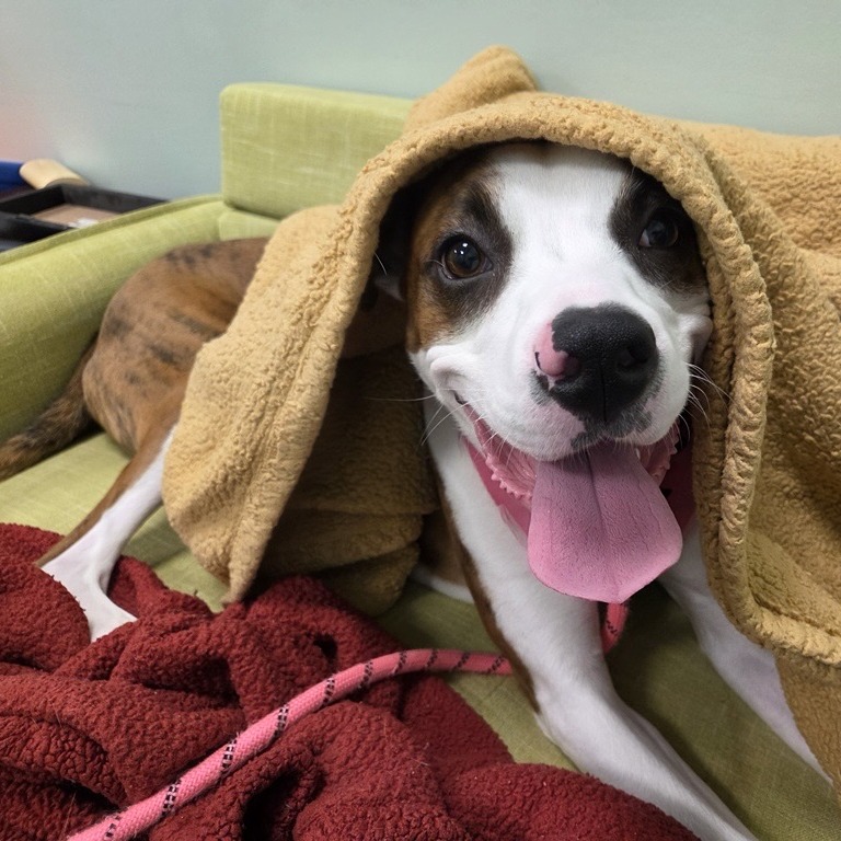 FELIX - Mixed Breed (Medium) available for adoption