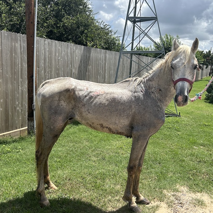 RAMSES - Arabian available for adoption