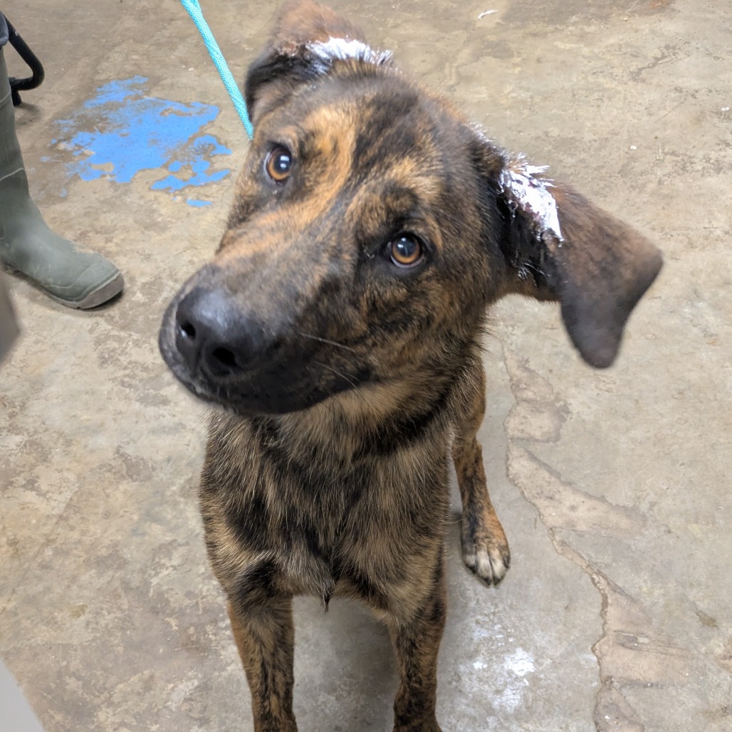 FIDGET - Shepherd / Mountain Cur available for adoption