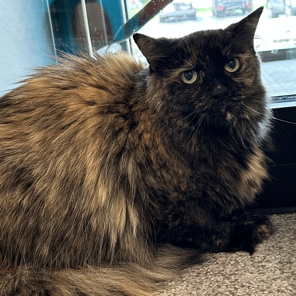 MS. FUZZ - Domestic Longhair available for adoption