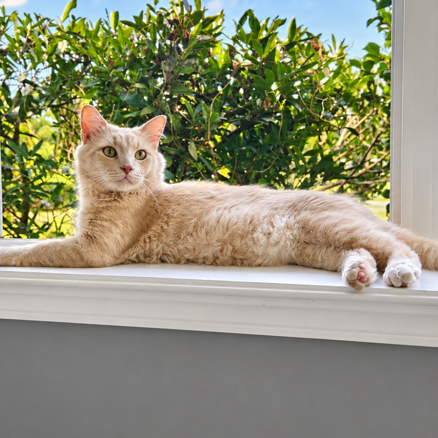 GOUDA - Domestic Medium Hair available for adoption