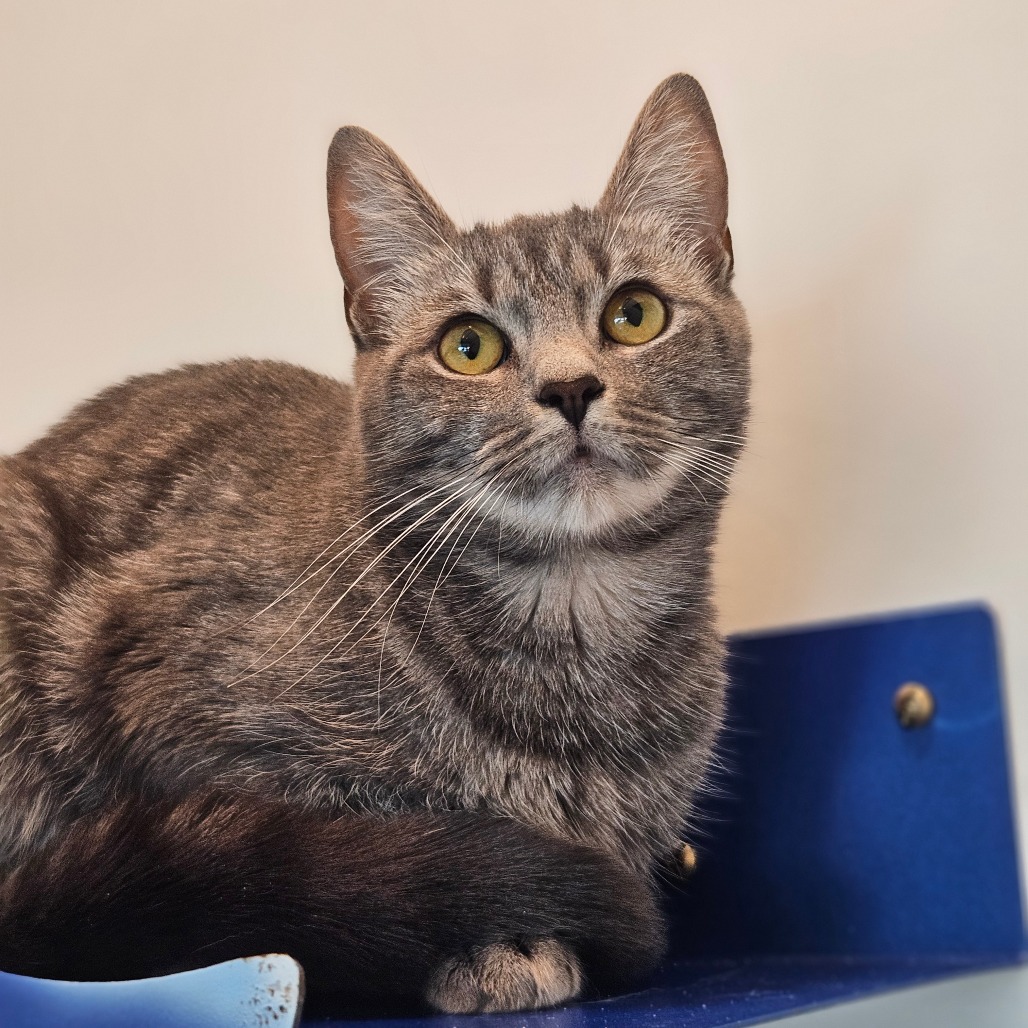 VENUS - Domestic Shorthair available for adoption