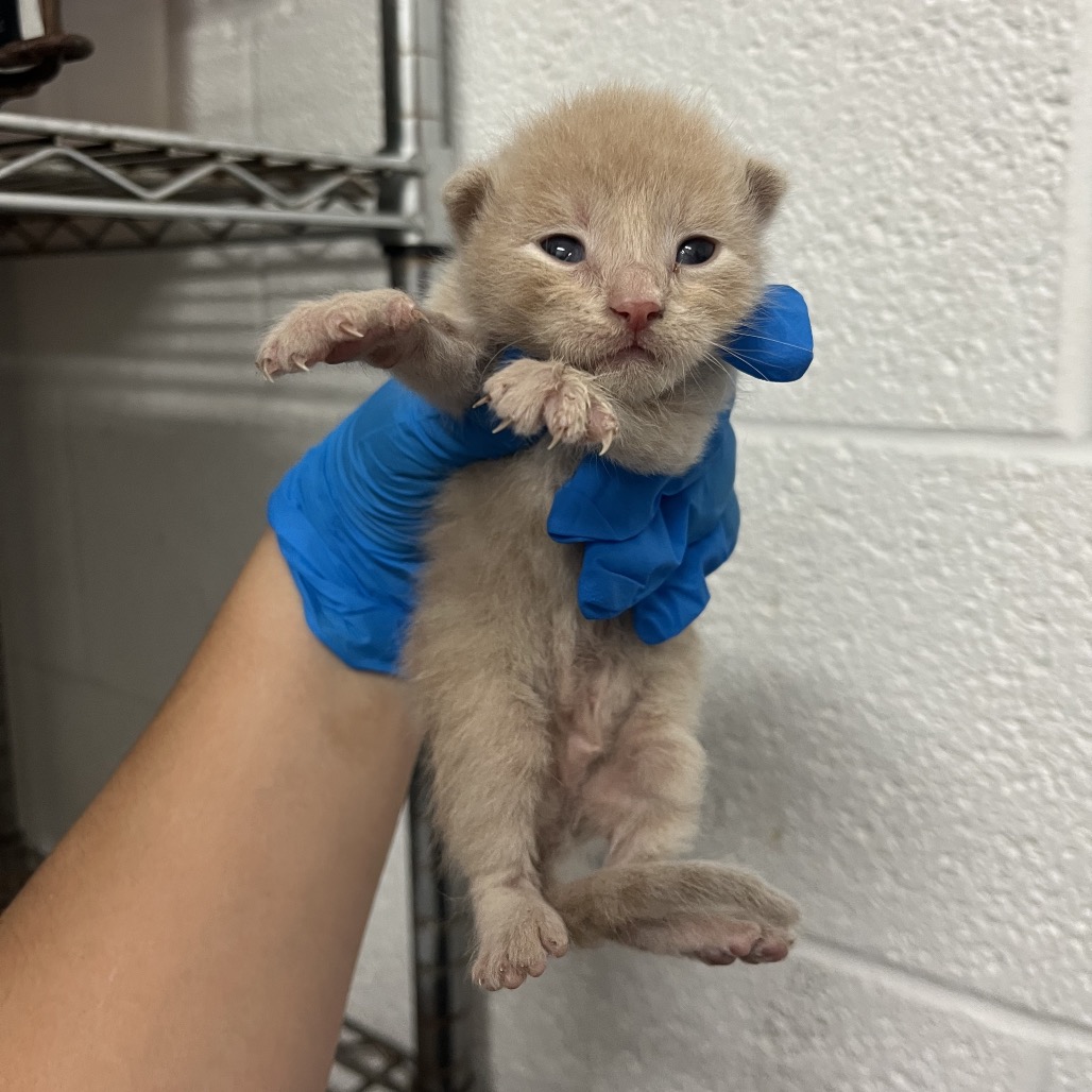 JOSHIE - Domestic Shorthair available for adoption