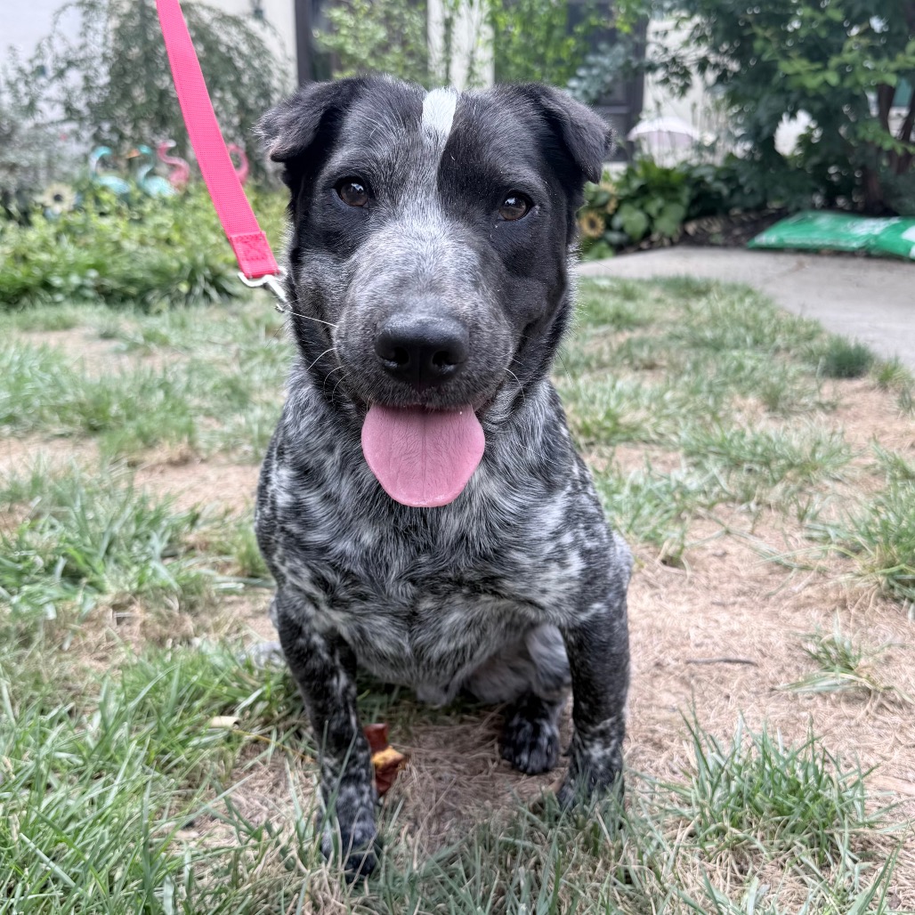 Banjo, photo 2