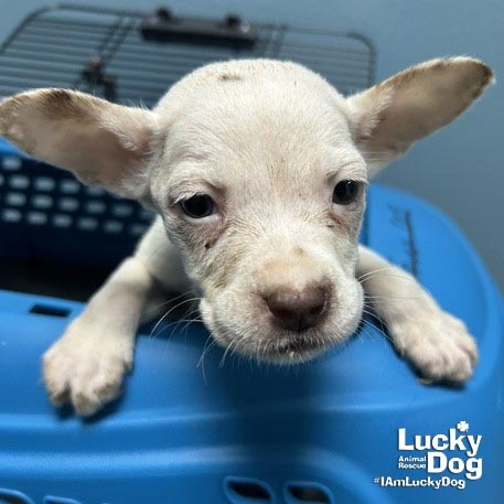 LEONARDO - Chihuahua / Terrier available for adoption