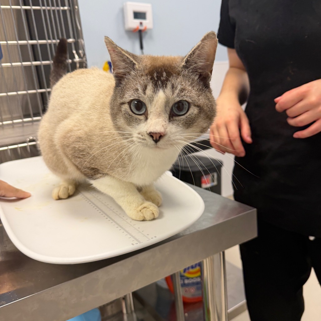 CONDOR - Domestic Shorthair available for adoption