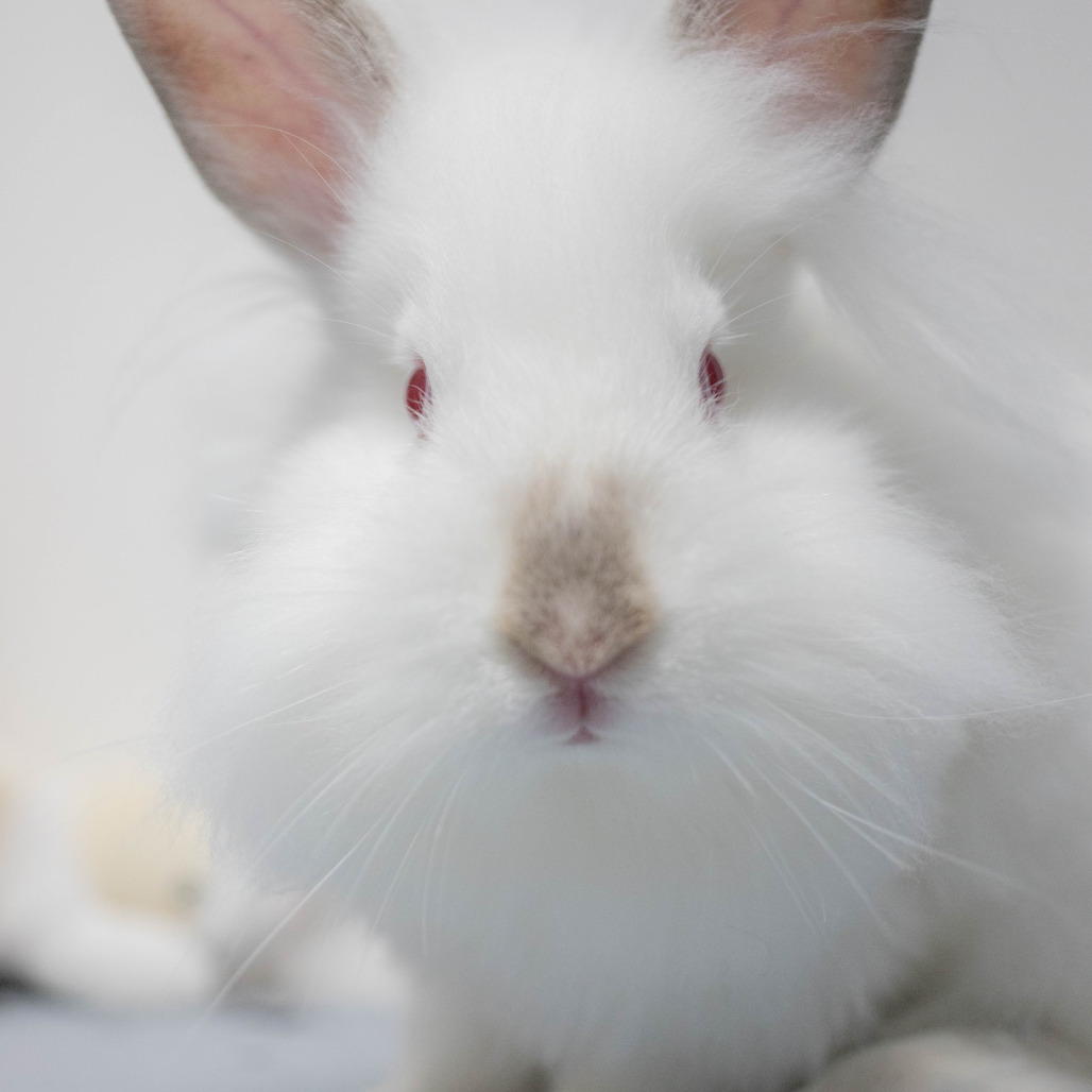 Shiro, photo 9