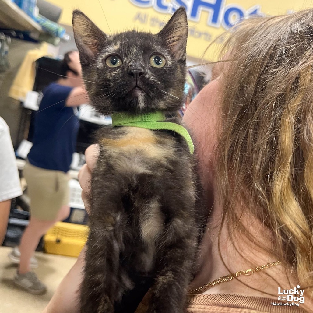 TINA - Domestic Shorthair available for adoption