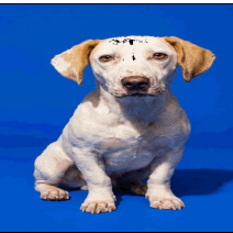 BITSY - Mixed Breed (Small) available for adoption