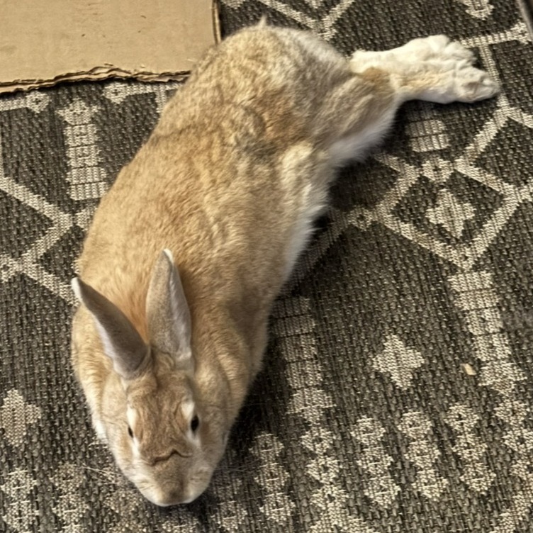 Potato, photo 4