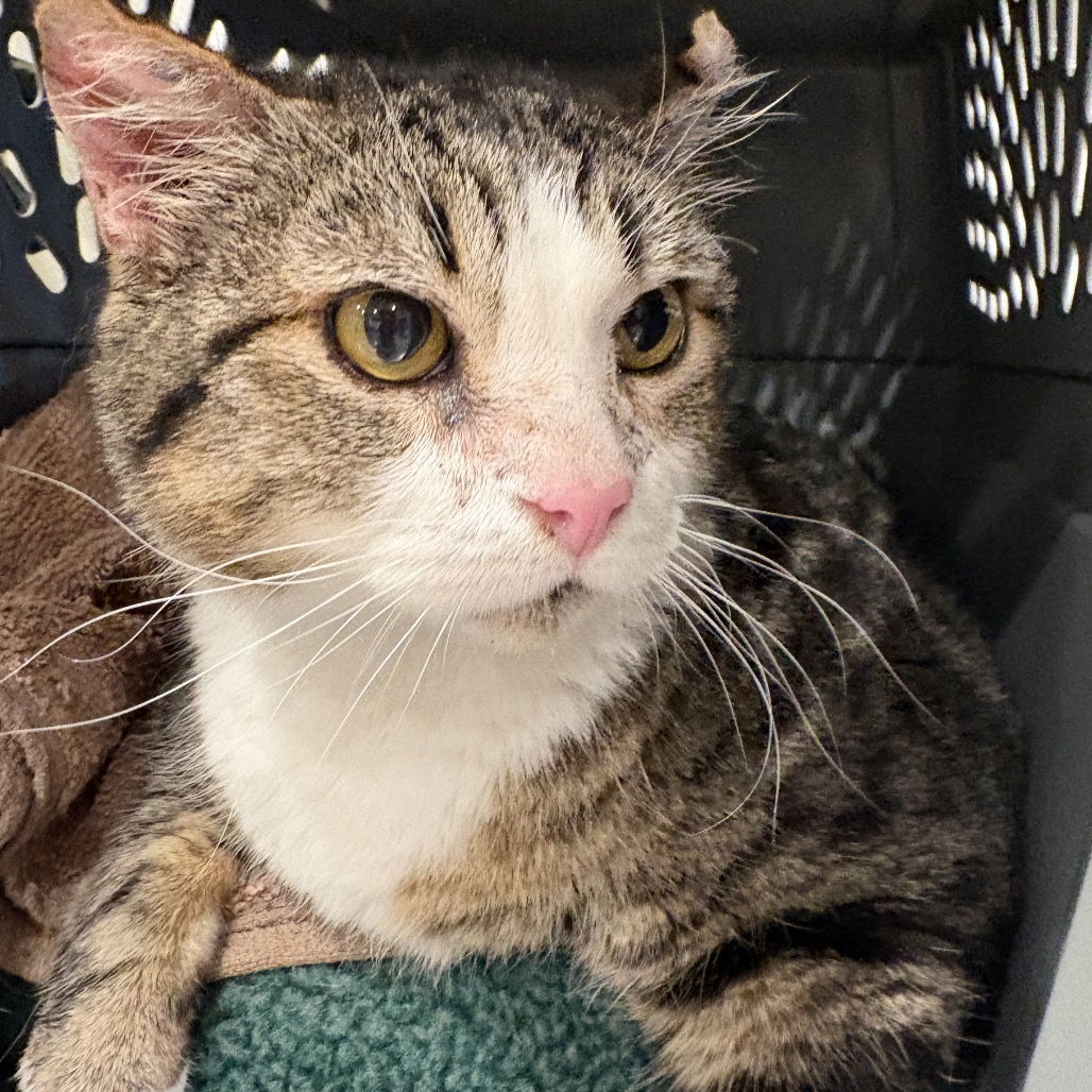 BEAS - Domestic Shorthair available for adoption
