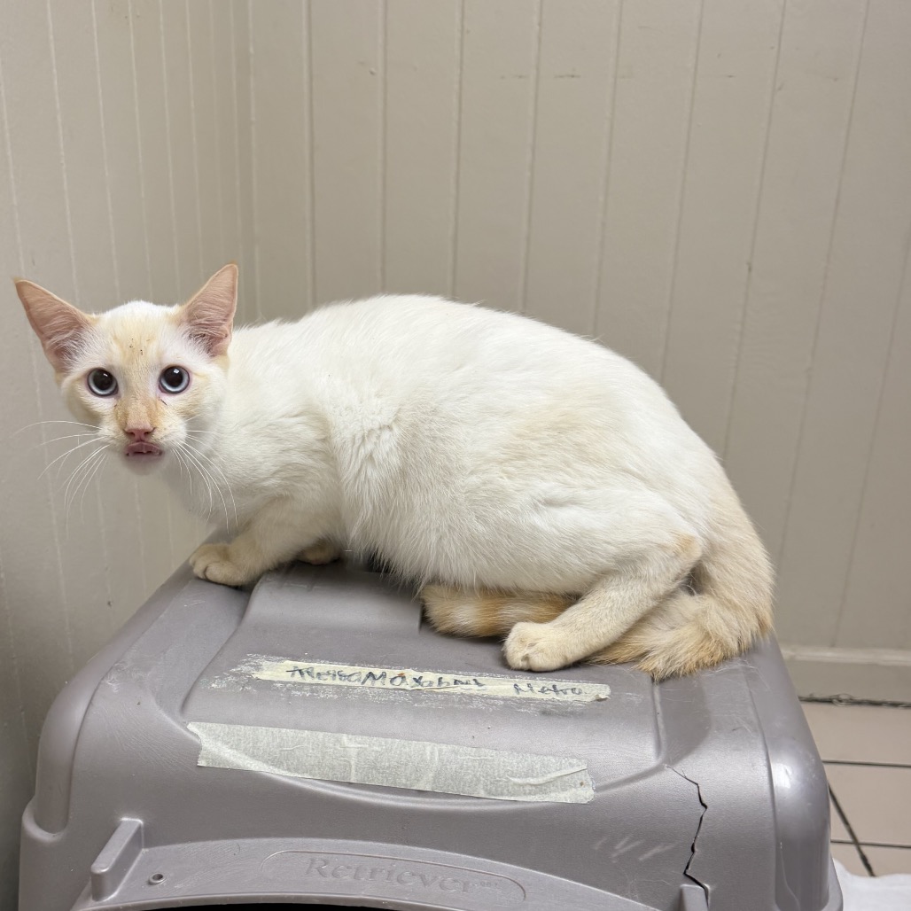Tusc Stray 85447 2 3