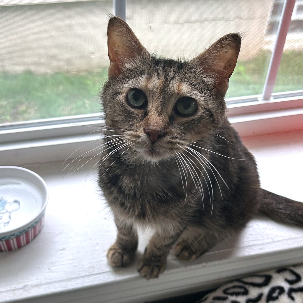 MUNCHIE - Domestic Shorthair available for adoption