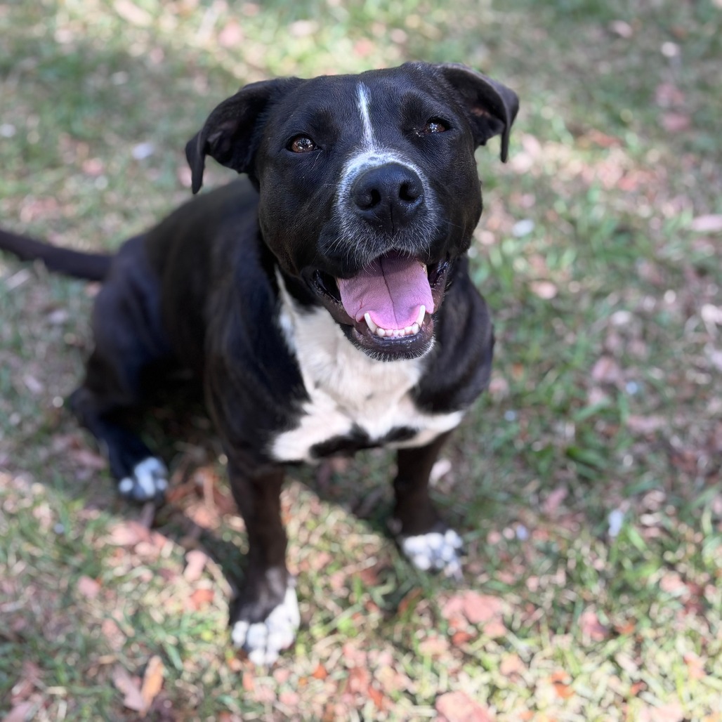 Juliette (intake 12/2024!), photo 13