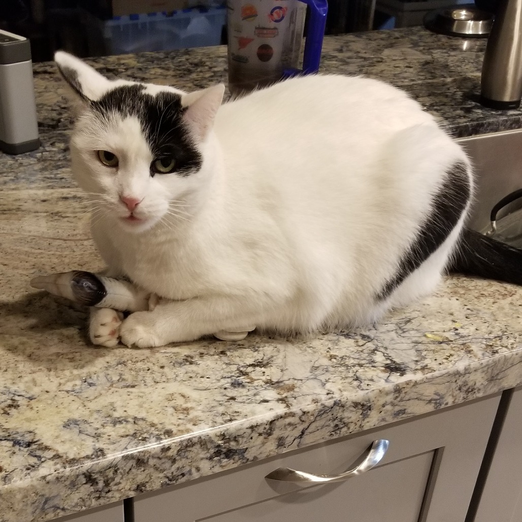PARIS - Domestic Shorthair available for adoption
