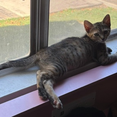 Elaine: Female 3 Domestic Shorthair