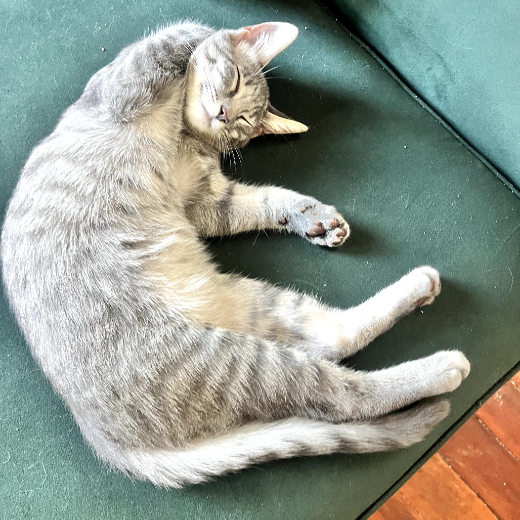 Tzatziki, photo 14