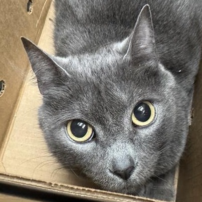 GRACIE - Domestic Shorthair available for adoption