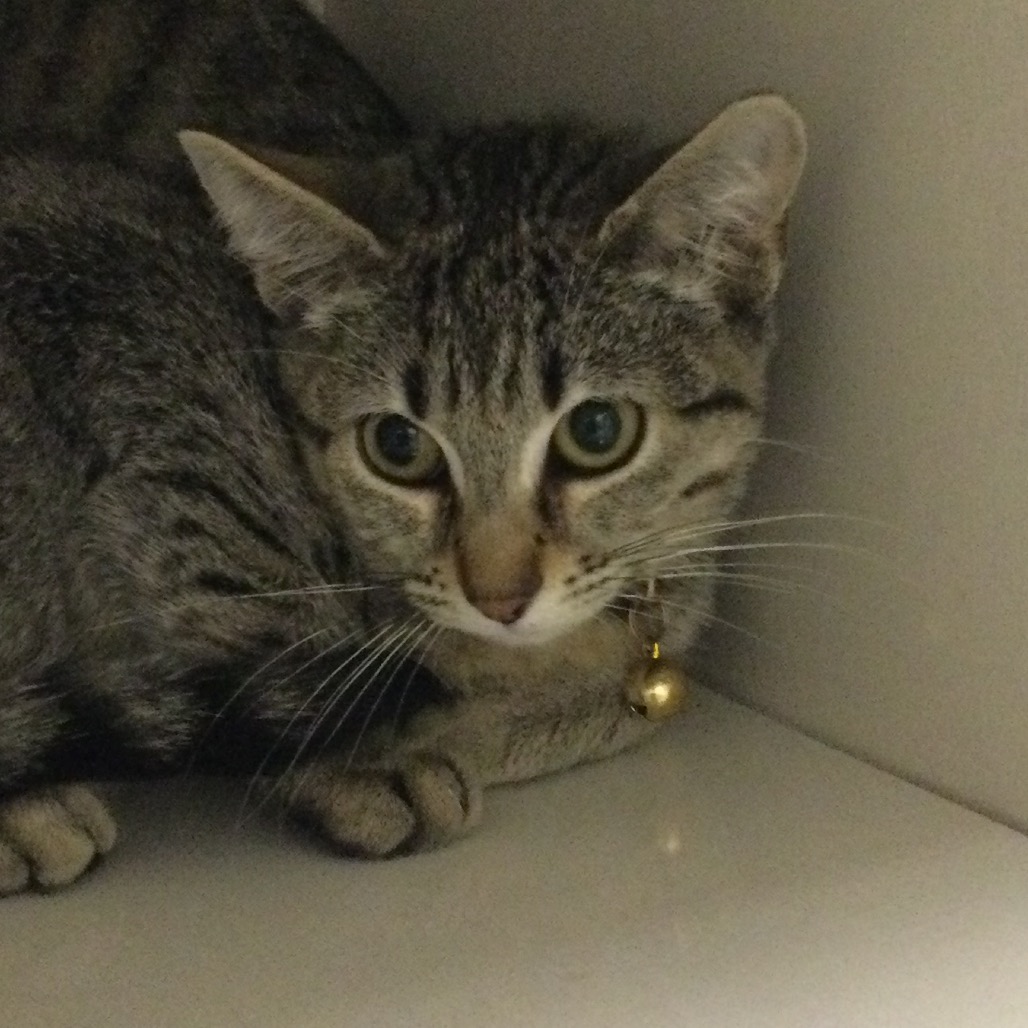 La Hormiga (periwinkle collar) - Domestic Shorthair