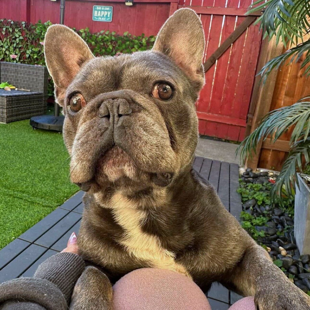 Angelito — thumbnail 5