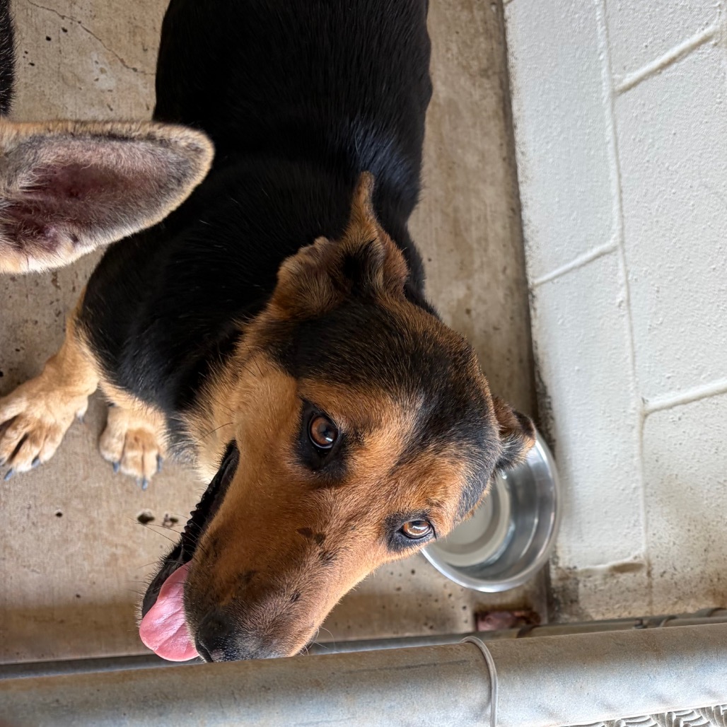 KELSEY - Shepherd, German / Mixed Breed (Large) available for adoption