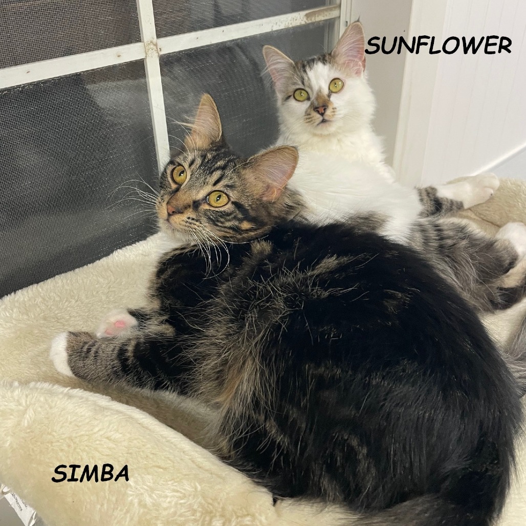 Simba — thumbnail 2