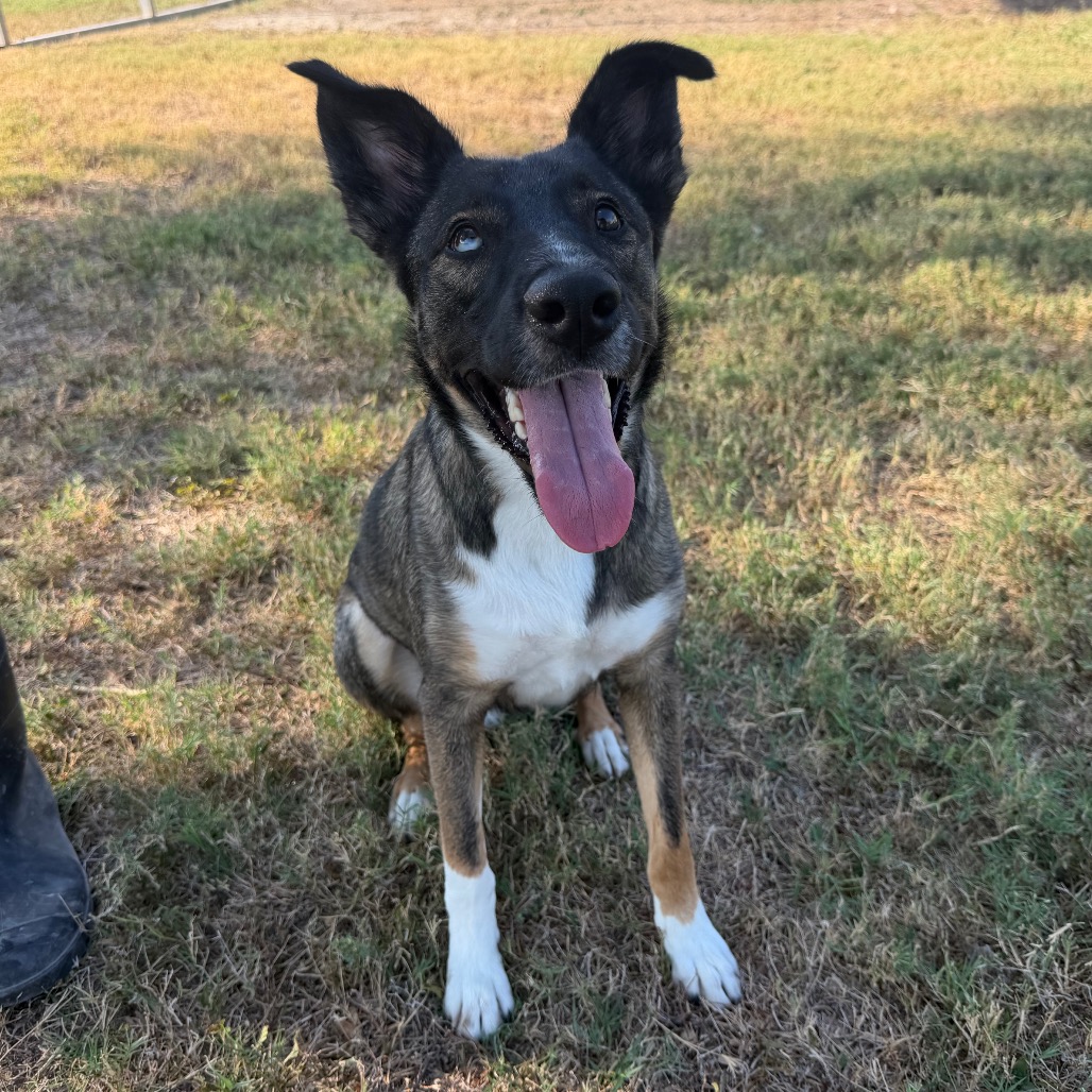 GIRLIE GIRL - Shepherd / Mix available for adoption