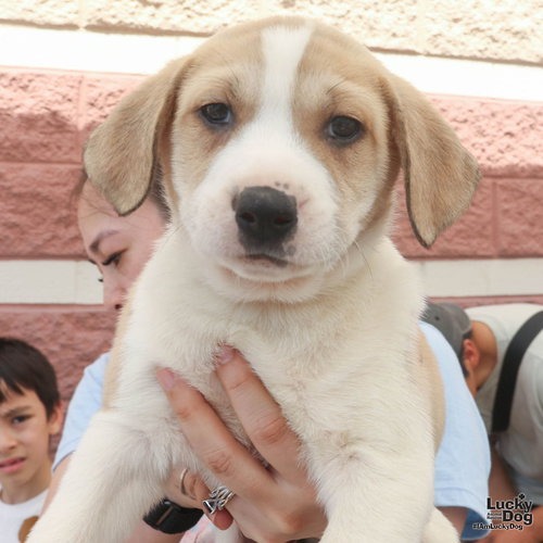 LYCHEE - Retriever / Shepherd available for adoption