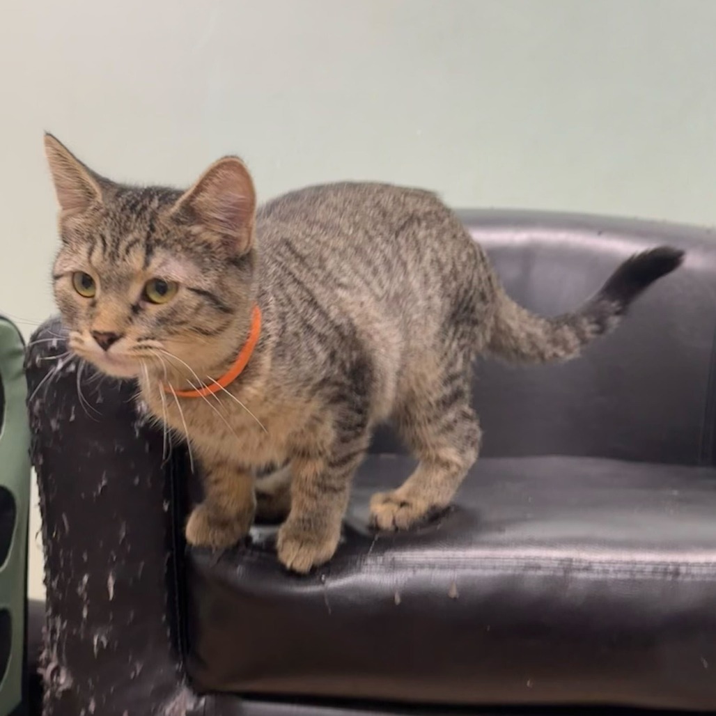 Addison (k2026), photo 6