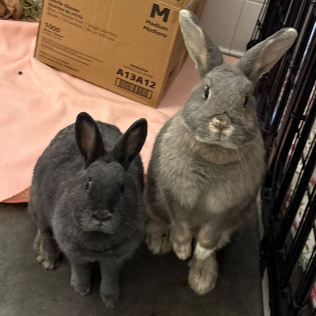 Photo of Clover and Sylvia 4