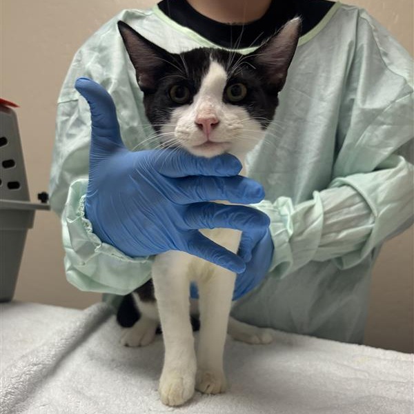 AGENT MEOW - Domestic Shorthair available for adoption