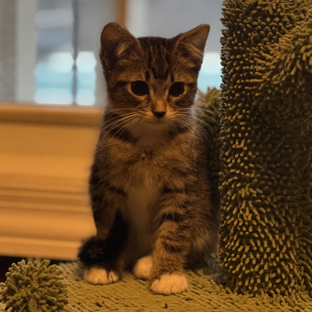 Bender — thumbnail 2